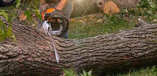 Best Stump Grinding and Removal  in East Bangor, PA