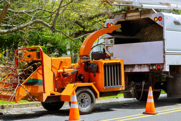 Why Choose Our Tree Removal Services in East Bangor, PA?