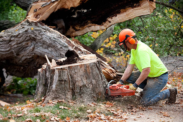 Best Leaf Removal Services  in East Bangor, PA