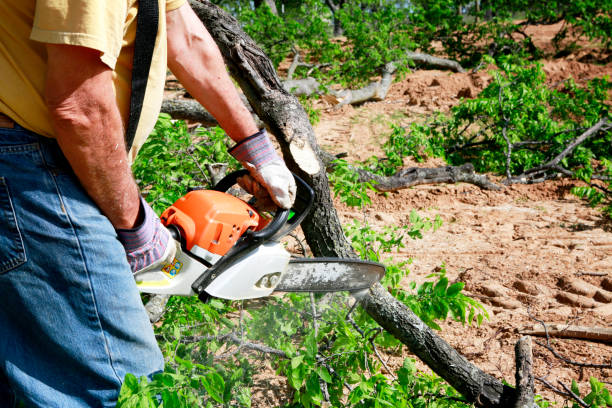 Best Tree Removal Service  in East Bangor, PA